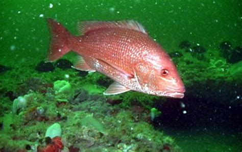 Northern red snapper .